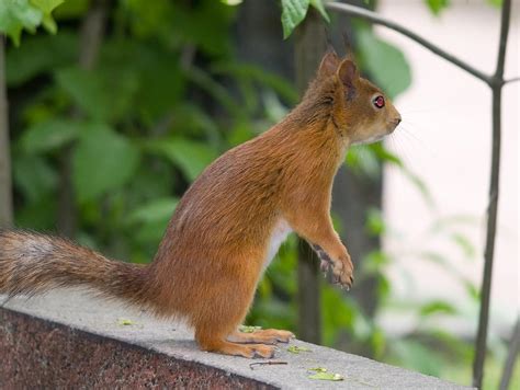 Squirrel Anatomy by TomiTapio on DeviantArt