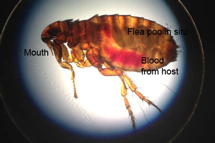 Flea Anatomy