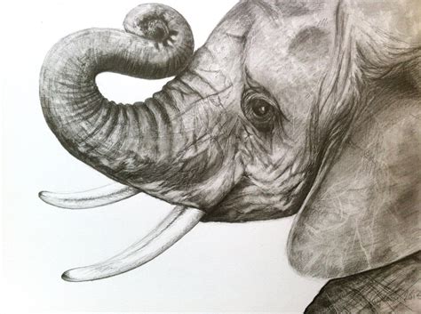 Print Baby Elephant Head Drawing in Graphite
