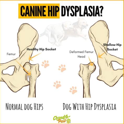 Pin em Canine Hip Dysplasia