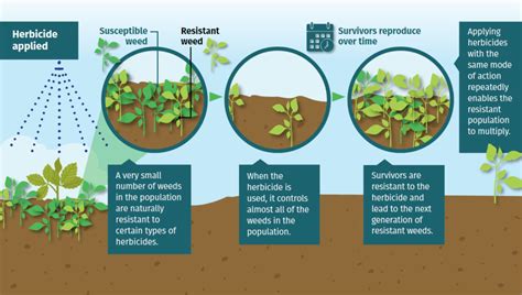 Herbicide Resistance 101 – Manage Resistance Now