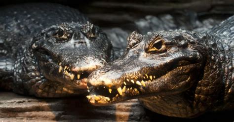 Discover The Largest Caiman Ever - A-Z Animals