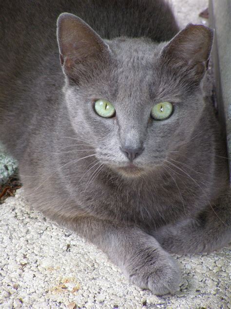 Ferral cat. See the clipped ear. She has her shots and been spayed and set free. Thats the ...