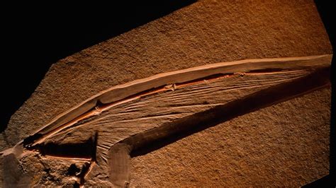 Pterosaurs Article, Pterosaurs Information, Facts -- National Geographic