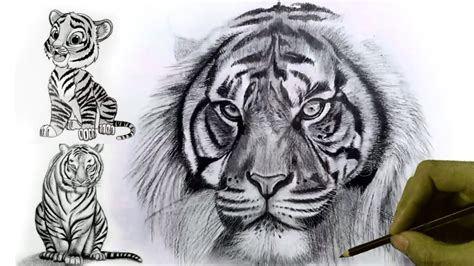 Realistic Tiger Drawing Step By Step