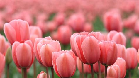 🔥 [60+] Pink Tulips Wallpapers | WallpaperSafari