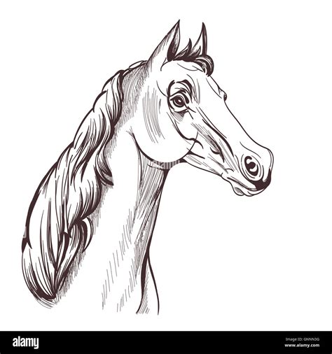 Horse Head Line Drawing High Resolution Stock Photography and Images - Alamy