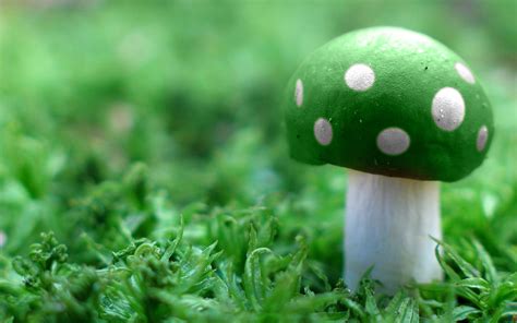 Green Mushroom | Stuffed mushrooms, Green nature wallpaper, Mushroom wallpaper