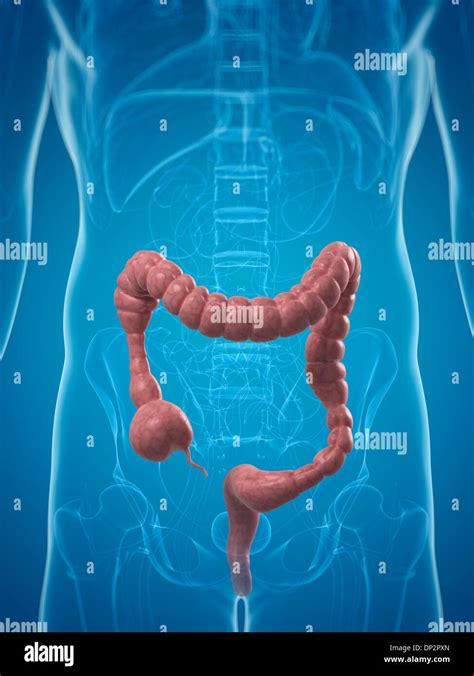 Colon spasms, artwork Stock Photo - Alamy