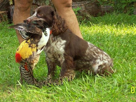 Cocker Spaniel Hunting: A Cocker Should Know A Gun Pattern And Should Get Used To A Gun, How To ...