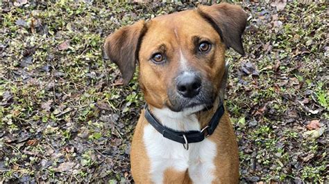 New owners return dog after one day to the shelter where he’s spent half his life | CNN