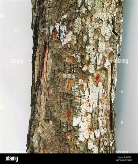 Cassia fistula, Golden Shower Tree or Indian Laburnum tree trunk Stock Photo - Alamy