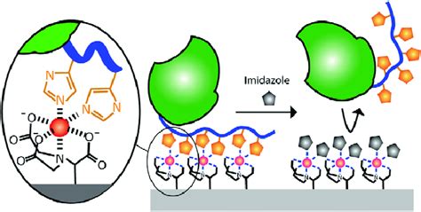 Immobilization of His-tagged protein on Ni 2+ :NTA surface. A linear ...