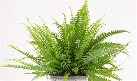 Indoor Boston Fern Care Guide