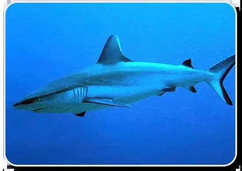 Gray Reef Shark Facts - Habitat, Diet, Social Behavior & Humans -SharkSider