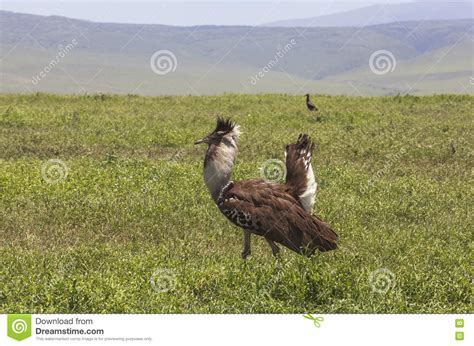 Birds in Maasai Mara, Kenya Stock Image - Image of holiday, animals ...