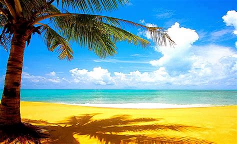Gambar Palm Tree Beach ~ Wallpaperoi