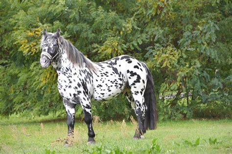 Uncovering the Mysteries of Noriker Horses: Strong, Imposing, Yet ...