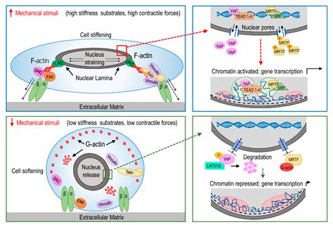 Cells | Free Full-Text | Mechanotransduction in the Cardiovascular ...