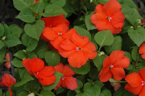 Super Elfin Bright Orange Impatiens - Calloway's Nursery