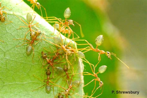 Green Tree Ant Sister Act: Oecophylla smaragdina — Bug of the Week