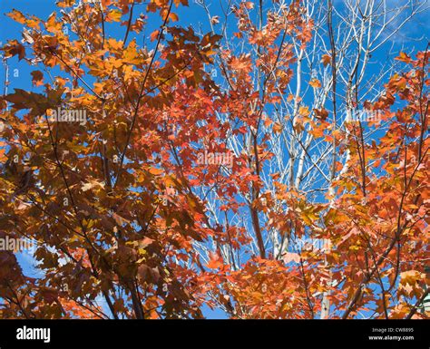 Canadian maple leaves in the autumn Stock Photo - Alamy