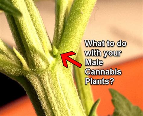 What to do with your Male Cannabis Plants?