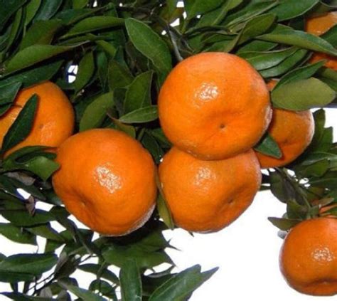 20 Honey Murcott Tangerine Seeds Super Sweet Taste - Etsy