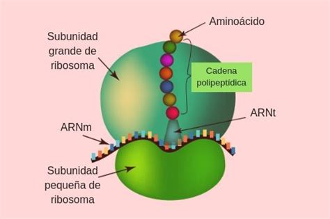 UNIDAD I. Capítulo 3: Control genético de la síntesis proteica, las funciones de la célula y la ...