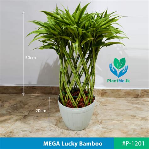 Buy MEGA Lucky Bamboo with Leca Pebbles in Fiber Pot - 50cm Tall Plants - #P1201 in Pannipitiya ...