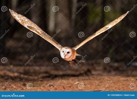 British Barn Owl in Flight stock photo. Image of raptor - 159298824