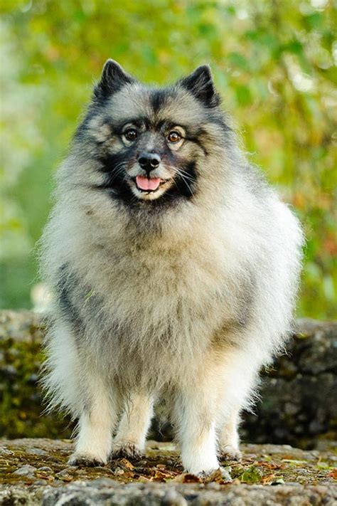 Keeshond Dog Breed Information