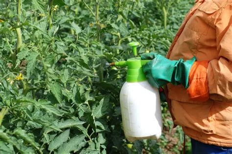 How to Use Neem Oil on Tomato Plants - Simple Tips for Healthy Tomatoes - Wraxly