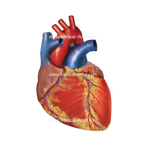 Heart Medical Illustrations | Heart Anatomy | Human Heart Anatomy