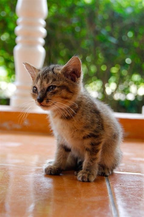 Free picture: cat, cute, portrait, animal, outdoor, kitten, young ...