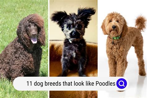 11 Dog Breeds That Look Like Poodles (With Pictures) - Oodle Life