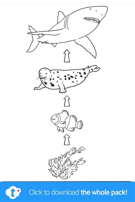 Ocean Food Chain Colouring Pages! | Ocean food chain, Food chain, Food ...