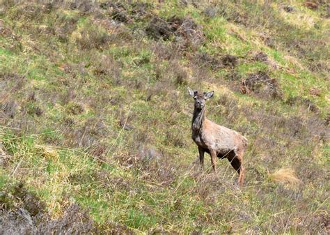 Red deer, Attadale © Jim Barton cc-by-sa/2.0 :: Geograph Britain and Ireland