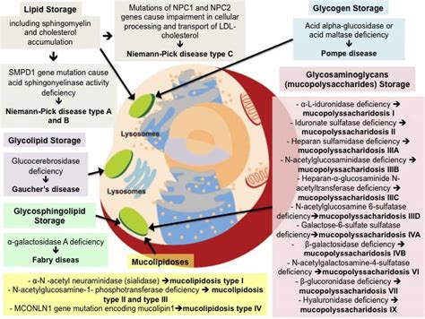 Lysosomal Storage Disease Pathway - Captions Tempo