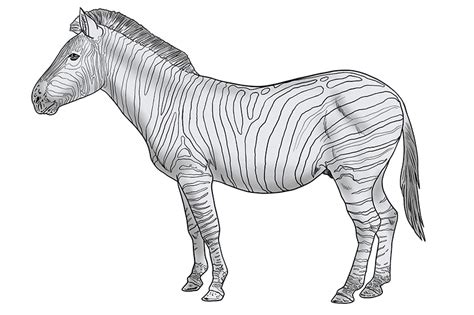 How To Draw A Realistic Zebra