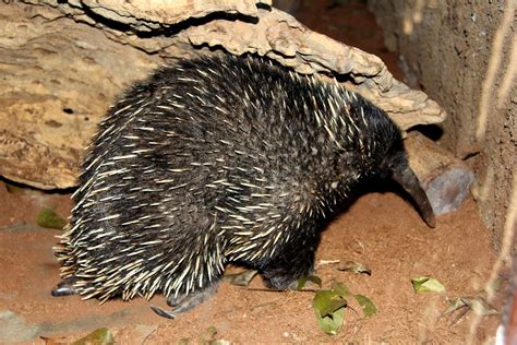 Western long-beaked echidna (Zaglossus bruijni) - ZooChat