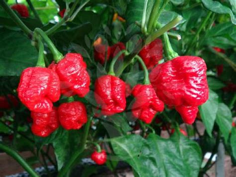 Chile Trinidad Moruga Scorpion | ¿El Chile Más Picante del Mundo?