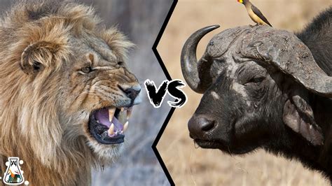 Lion vs Buffalo - The Ultimate Predator vs Prey Battle - YouTube