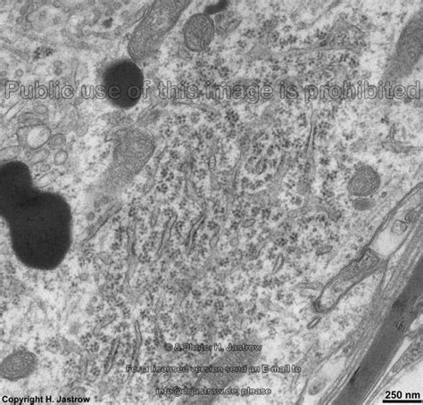 Structure Of Animal Cell Under Light Microscope / Cell And Organelles ...