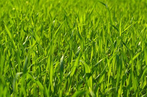 The Best Grass For Texas - The Complete Guide - Essential Home and Garden