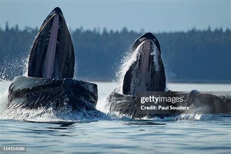 225 Humpback Whale Mouth Stock Photos, High-Res Pictures, and Images - Getty Images