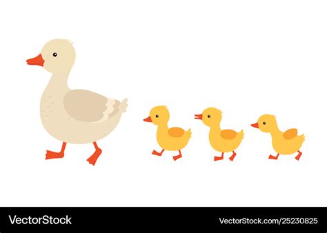 Mother duck and ducklings cute baducks walking Vector Image