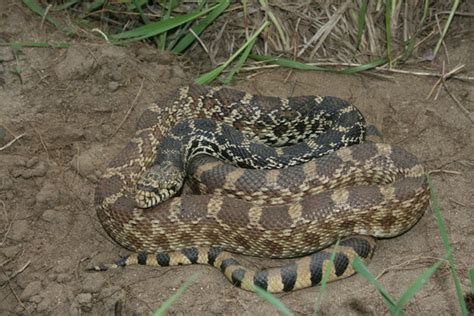 Bullsnake - Wikipedia