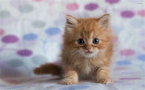 Fluffy Kitten Backgrounds | Kitten pictures, Kittens, Kitten