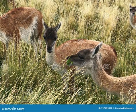 Guanaco Herd in Torres Del Paine National Park, Chile Stock Photo ...